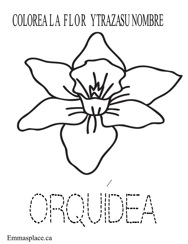 Colorea y Traza Orquidea