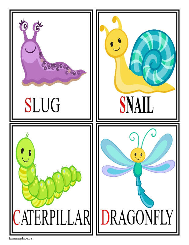 Cards  with names Insects